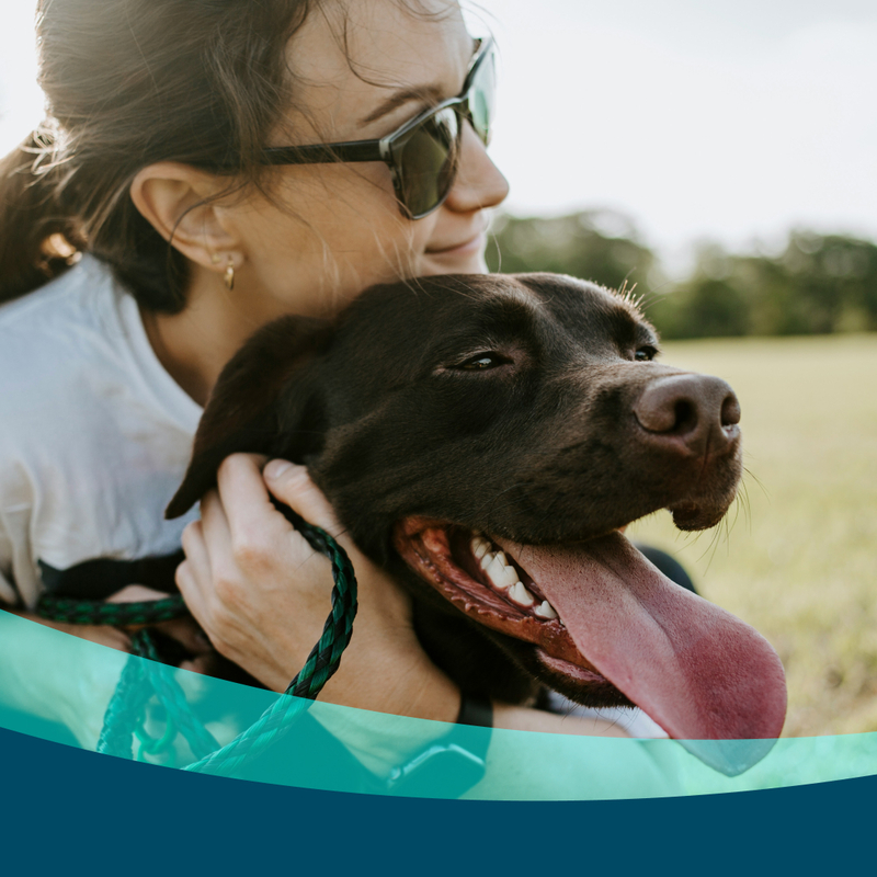 Who gets the dog? A look at pet custody during a separation