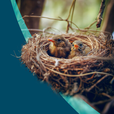 What is ‘bird nesting’ and is it the right arrangement for my family?